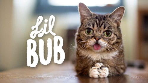 lilbub_promo